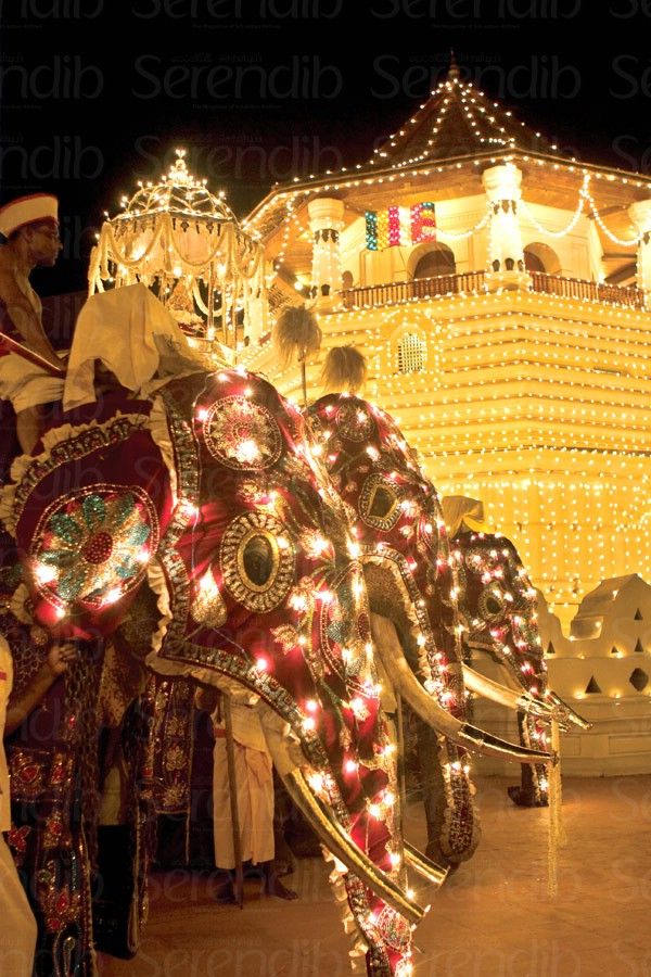 Kandy-Esala-Perahera-Sri-Lanka-เทศกาลสักการะพระเขี้ยวแก้ว-ประเทศศรีลังกา.jpeg